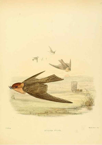 Reproducción/Reproduction 49522863102: A monograph of the Hirundinidae or family of swallows. London :Henry Sotheran & Co.,1885-1894.. 