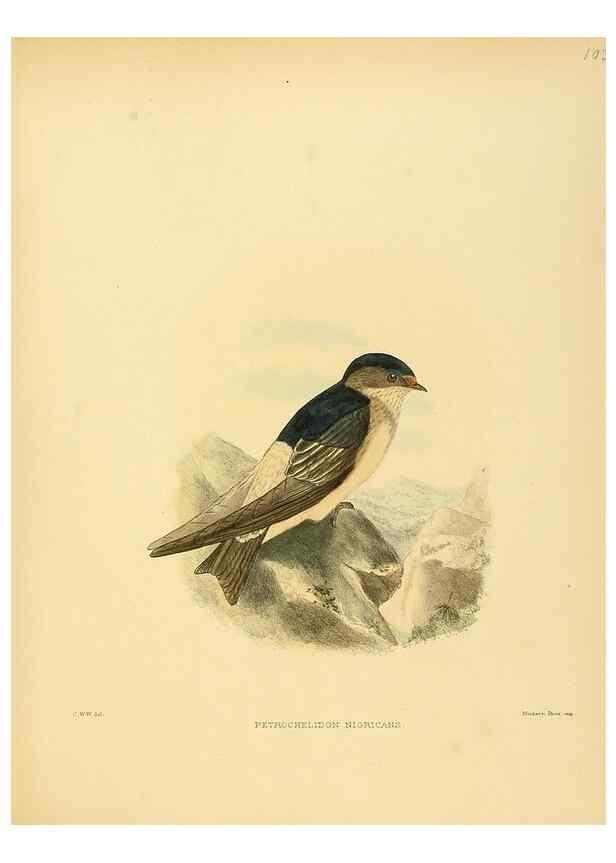 Reproducción/Reproduction 49522863607: A monograph of the Hirundinidae or family of swallows. London :Henry Sotheran & Co.,1885-1894.. 