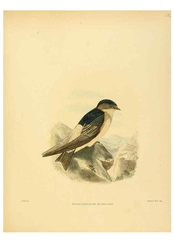Reproducción/Reproduction 49522863607: A monograph of the Hirundinidae or family of swallows. London :Henry Sotheran & Co.,1885-1894.. 