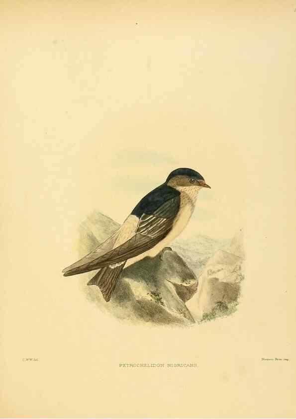 Reproducción/Reproduction 49522863607: A monograph of the Hirundinidae or family of swallows. London :Henry Sotheran & Co.,1885-1894.. 
