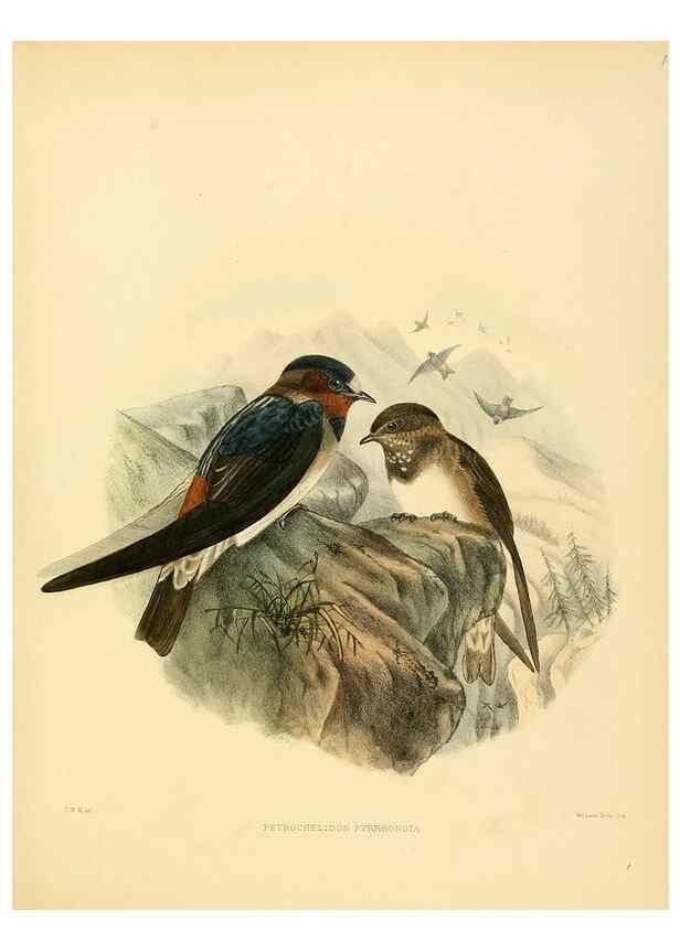 Reproducción/Reproduction 49522126103: A monograph of the Hirundinidae or family of swallows. London :Henry Sotheran & Co.,1885-1894.. 