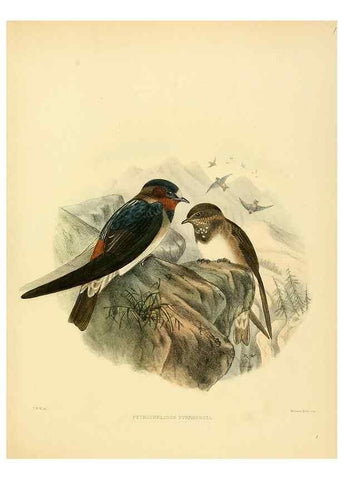 Reproducción/Reproduction 49522126103: A monograph of the Hirundinidae or family of swallows. London :Henry Sotheran & Co.,1885-1894.. 