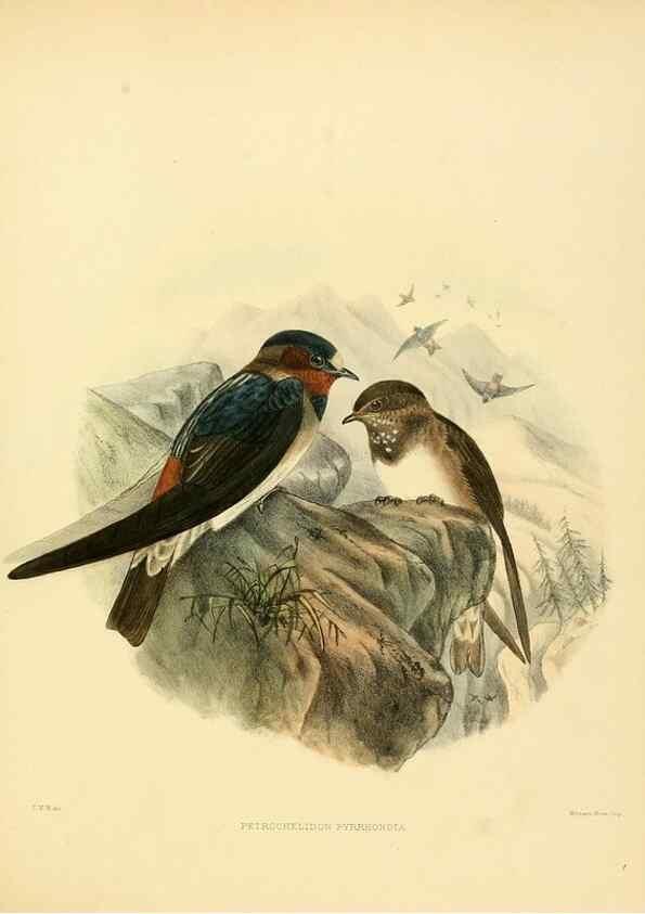 Reproducción/Reproduction 49522126103: A monograph of the Hirundinidae or family of swallows. London :Henry Sotheran & Co.,1885-1894.. 