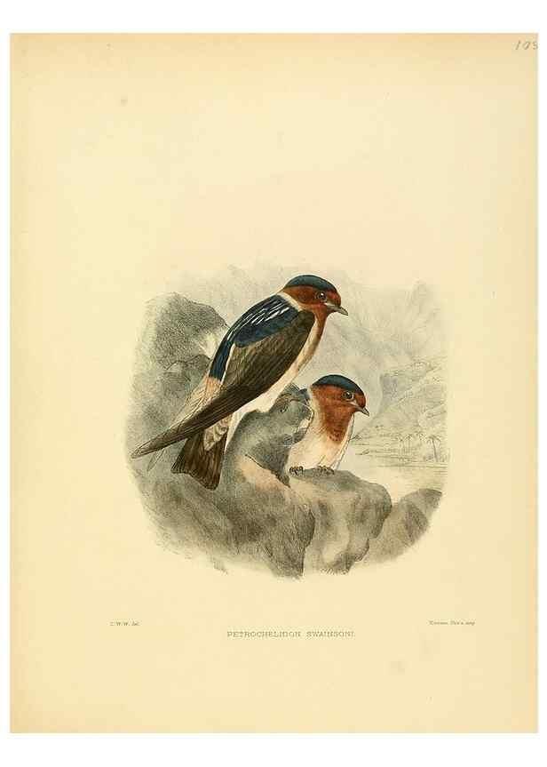 Reproducción/Reproduction 49522646251: A monograph of the Hirundinidae or family of swallows. London :Henry Sotheran & Co.,1885-1894.. 