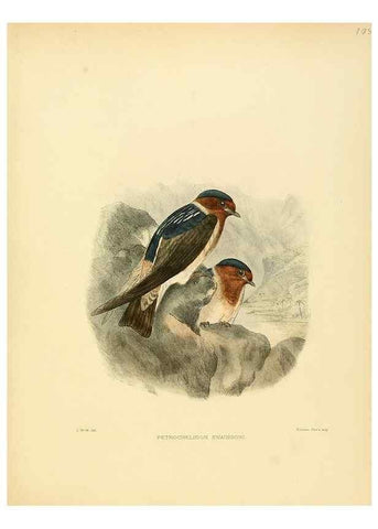Reproducción/Reproduction 49522646251: A monograph of the Hirundinidae or family of swallows. London :Henry Sotheran & Co.,1885-1894.. 