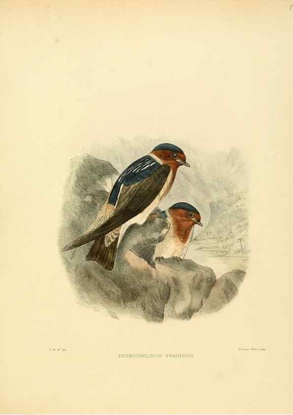 Reproducción/Reproduction 49522646251: A monograph of the Hirundinidae or family of swallows. London :Henry Sotheran & Co.,1885-1894.. 