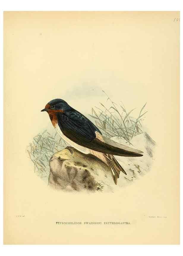 Reproducción/Reproduction 49522126638: A monograph of the Hirundinidae or family of swallows. London :Henry Sotheran & Co.,1885-1894.. 