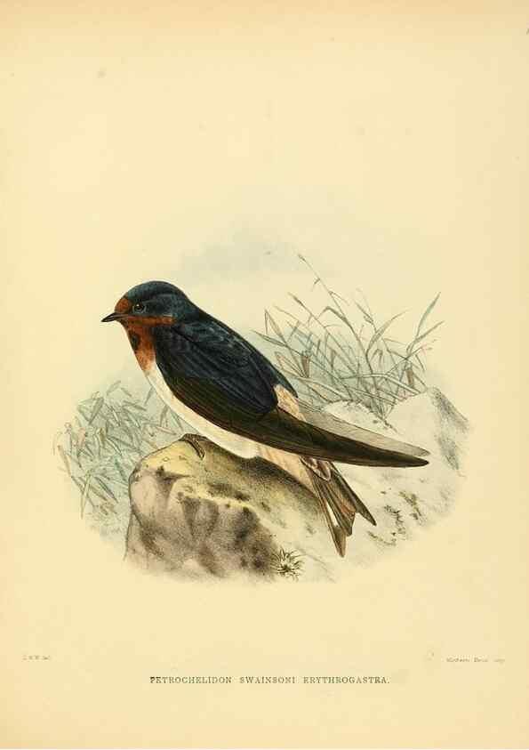Reproducción/Reproduction 49522126638: A monograph of the Hirundinidae or family of swallows. London :Henry Sotheran & Co.,1885-1894.. 