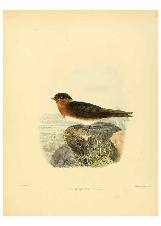 Reproducción/Reproduction 49522864467: A monograph of the Hirundinidae or family of swallows. London :Henry Sotheran & Co.,1885-1894.. 