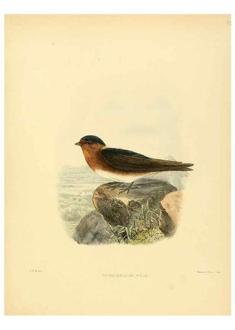 Reproducción/Reproduction 49522864467: A monograph of the Hirundinidae or family of swallows. London :Henry Sotheran & Co.,1885-1894.. 