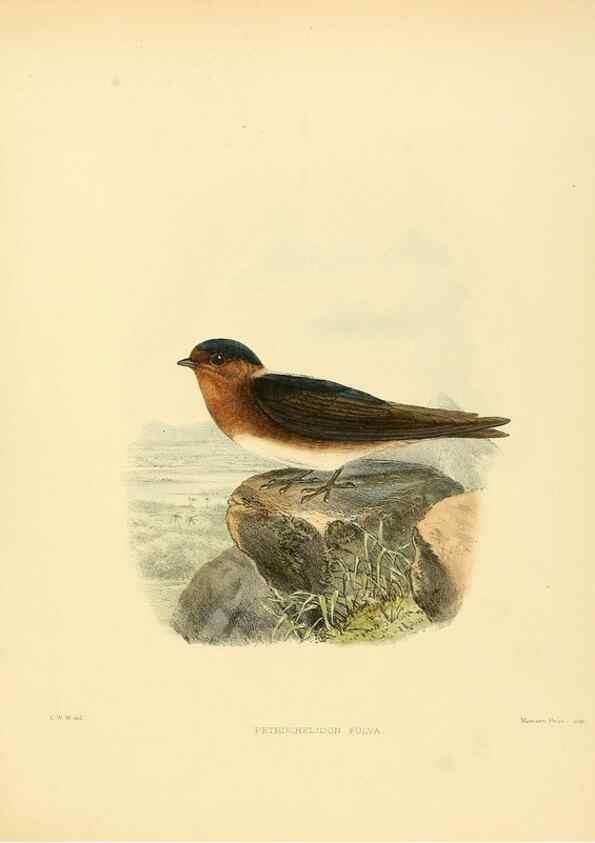Reproducción/Reproduction 49522864467: A monograph of the Hirundinidae or family of swallows. London :Henry Sotheran & Co.,1885-1894.. 