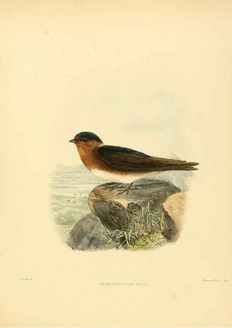 Reproducción/Reproduction 49522864467: A monograph of the Hirundinidae or family of swallows. London :Henry Sotheran & Co.,1885-1894.. 