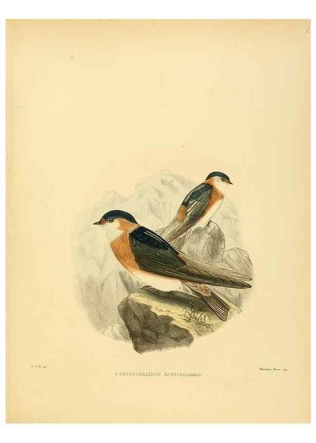 Reproducción/Reproduction 49522127118: A monograph of the Hirundinidae or family of swallows. London :Henry Sotheran & Co.,1885-1894.. 