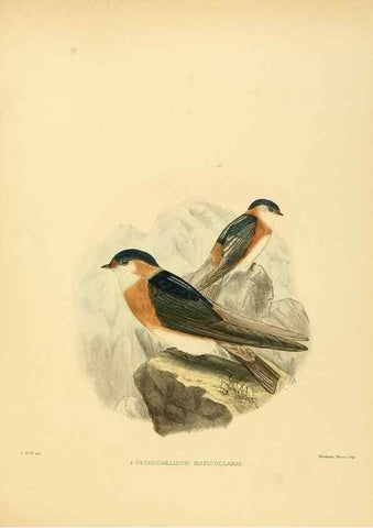 Reproducción/Reproduction 49522127118: A monograph of the Hirundinidae or family of swallows. London :Henry Sotheran & Co.,1885-1894.. 