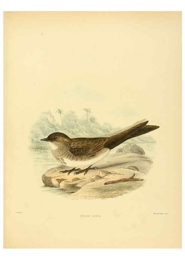 Reproducción/Reproduction 49522643501: A monograph of the Hirundinidae or family of swallows. London :Henry Sotheran & Co.,1885-1894.. 