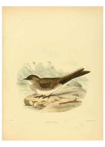 Reproducción/Reproduction 49522643501: A monograph of the Hirundinidae or family of swallows. London :Henry Sotheran & Co.,1885-1894.. 