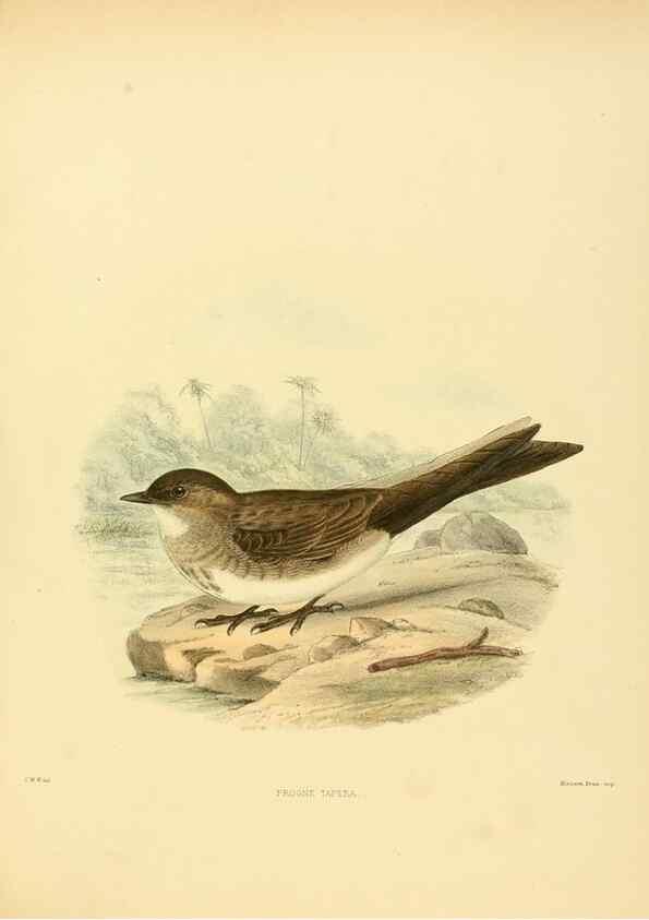 Reproducción/Reproduction 49522643501: A monograph of the Hirundinidae or family of swallows. London :Henry Sotheran & Co.,1885-1894.. 