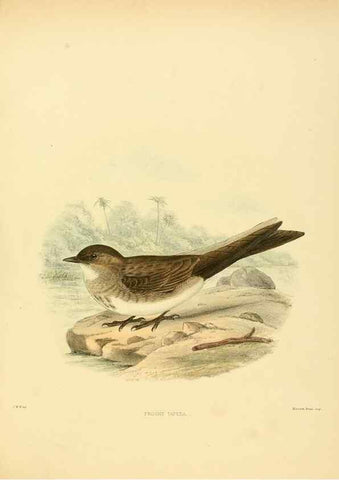 Reproducción/Reproduction 49522643501: A monograph of the Hirundinidae or family of swallows. London :Henry Sotheran & Co.,1885-1894.. 