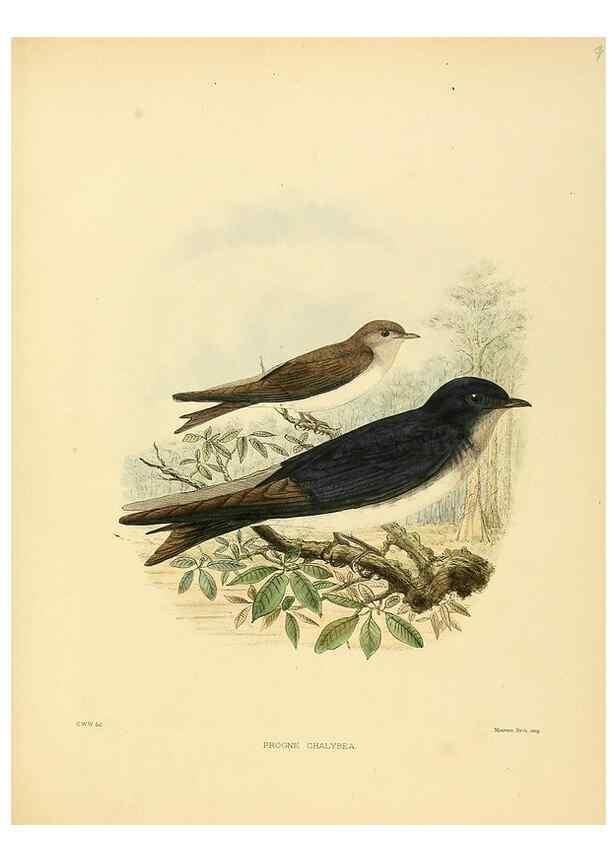 Reproducción/Reproduction 49522860977: A monograph of the Hirundinidae or family of swallows. London :Henry Sotheran & Co.,1885-1894.. 