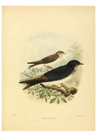 Reproducción/Reproduction 49522860977: A monograph of the Hirundinidae or family of swallows. London :Henry Sotheran & Co.,1885-1894.. 