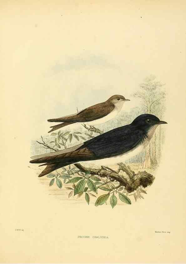Reproducción/Reproduction 49522860977: A monograph of the Hirundinidae or family of swallows. London :Henry Sotheran & Co.,1885-1894.. 