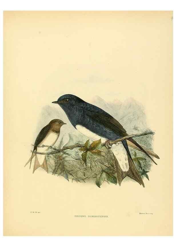 Reproducción/Reproduction 49522860752: A monograph of the Hirundinidae or family of swallows. London :Henry Sotheran & Co.,1885-1894.. 