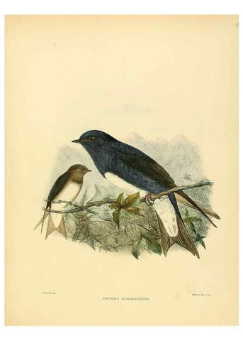 Reproducción/Reproduction 49522860752: A monograph of the Hirundinidae or family of swallows. London :Henry Sotheran & Co.,1885-1894.. 