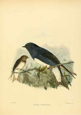 Reproducción/Reproduction 49522860752: A monograph of the Hirundinidae or family of swallows. London :Henry Sotheran & Co.,1885-1894.. 