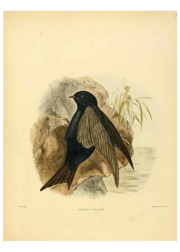 Reproducción/Reproduction 49522122903: A monograph of the Hirundinidae or family of swallows. London :Henry Sotheran & Co.,1885-1894.. 