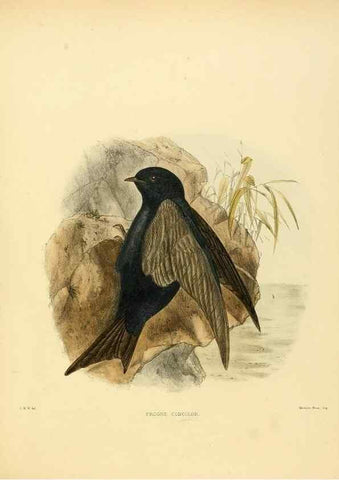 Reproducción/Reproduction 49522122903: A monograph of the Hirundinidae or family of swallows. London :Henry Sotheran & Co.,1885-1894.. 