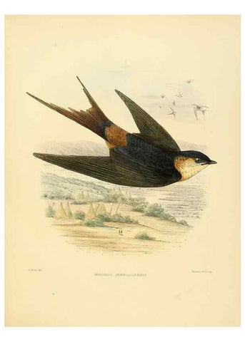 Reproducción/Reproduction 49522638531: A monograph of the Hirundinidae or family of swallows. London :Henry Sotheran & Co.,1885-1894.. 