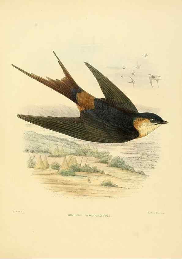 Reproducción/Reproduction 49522638531: A monograph of the Hirundinidae or family of swallows. London :Henry Sotheran & Co.,1885-1894.. 