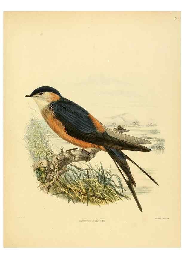 Reproducción/Reproduction 49522118688: A monograph of the Hirundinidae or family of swallows. London :Henry Sotheran & Co.,1885-1894.. 