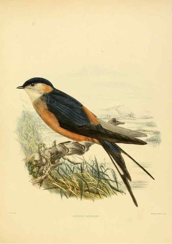Reproducción/Reproduction 49522118688: A monograph of the Hirundinidae or family of swallows. London :Henry Sotheran & Co.,1885-1894.. 