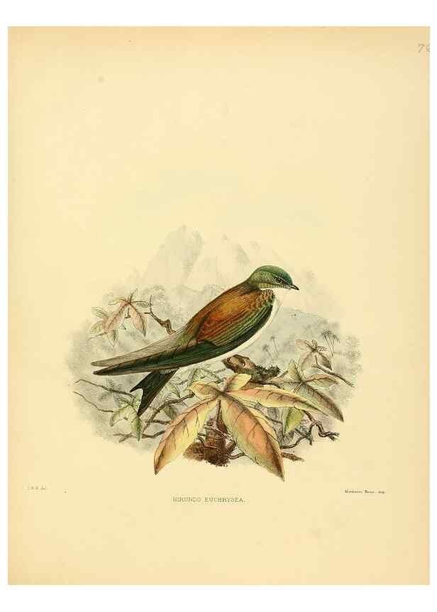 Reproducción/Reproduction 49522118923: A monograph of the Hirundinidae or family of swallows. London :Henry Sotheran & Co.,1885-1894.. 