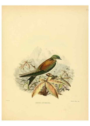 Reproducción/Reproduction 49522118923: A monograph of the Hirundinidae or family of swallows. London :Henry Sotheran & Co.,1885-1894.. 