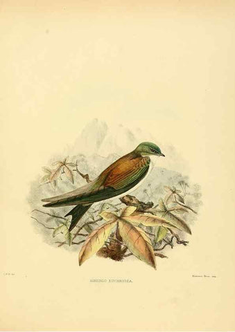 Reproducción/Reproduction 49522118923: A monograph of the Hirundinidae or family of swallows. London :Henry Sotheran & Co.,1885-1894.. 