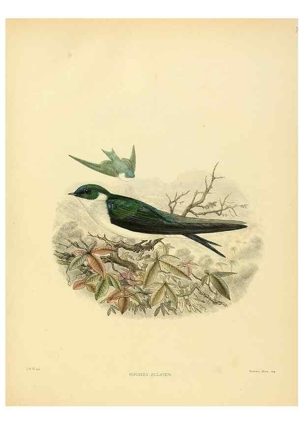 Reproducción/Reproduction 49522119238: A monograph of the Hirundinidae or family of swallows. London :Henry Sotheran & Co.,1885-1894.. 