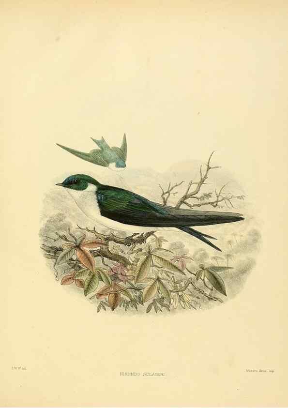 Reproducción/Reproduction 49522119238: A monograph of the Hirundinidae or family of swallows. London :Henry Sotheran & Co.,1885-1894.. 