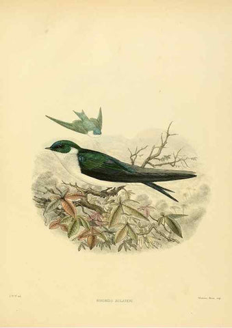 Reproducción/Reproduction 49522119238: A monograph of the Hirundinidae or family of swallows. London :Henry Sotheran & Co.,1885-1894.. 