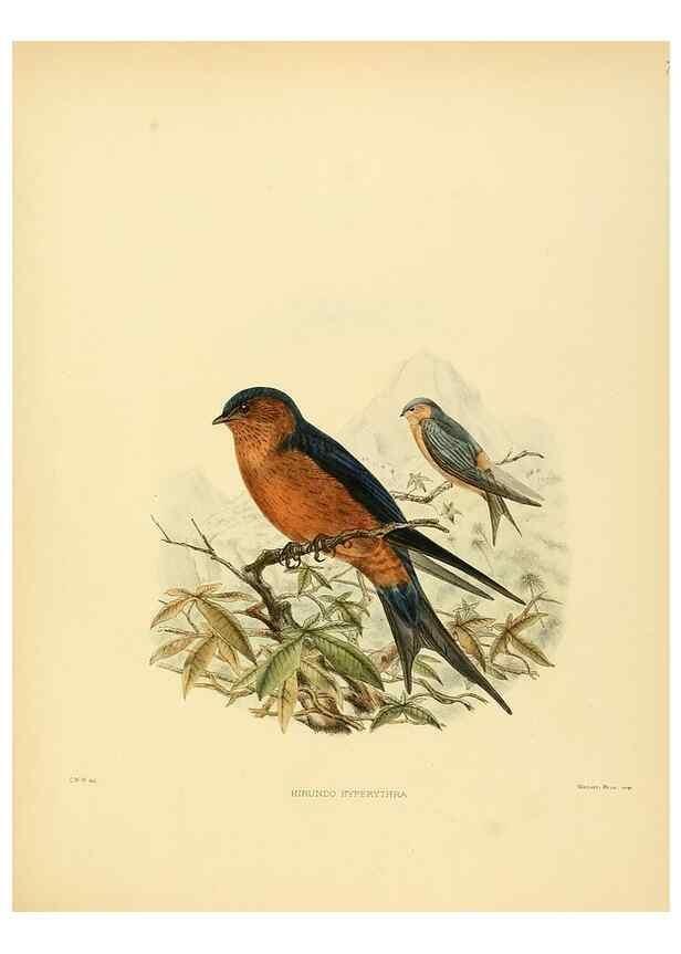 Reproducción/Reproduction 49522638091: A monograph of the Hirundinidae or family of swallows. London :Henry Sotheran & Co.,1885-1894.. 