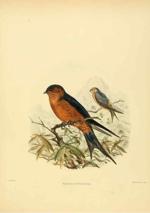 Reproducción/Reproduction 49522638091: A monograph of the Hirundinidae or family of swallows. London :Henry Sotheran & Co.,1885-1894.. 