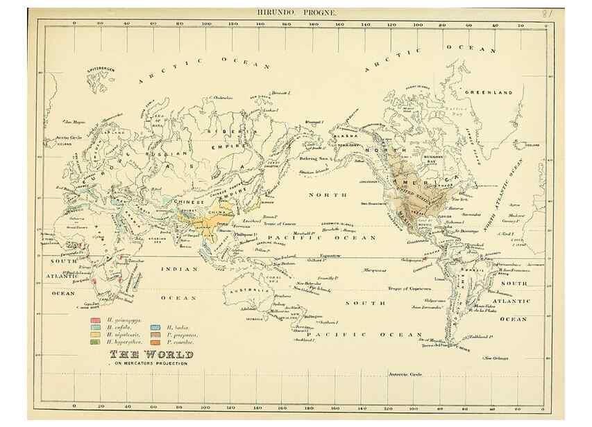 Reproducción/Reproduction 49522858002: A monograph of the Hirundinidae or family of swallows. London :Henry Sotheran & Co.,1885-1894.. 