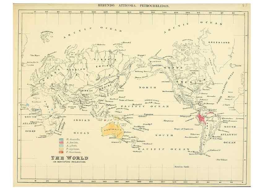 Reproducción/Reproduction 49522120823: A monograph of the Hirundinidae or family of swallows. London :Henry Sotheran & Co.,1885-1894.. 
