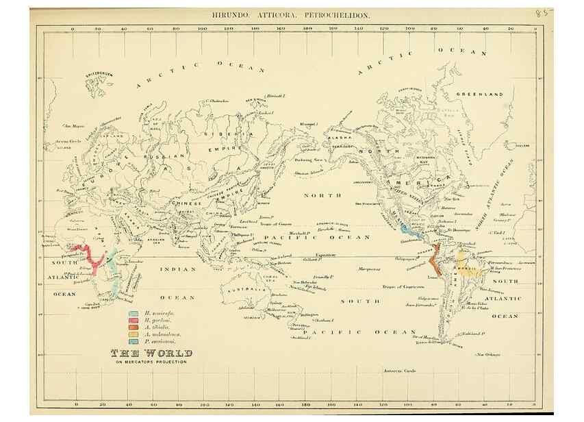 Reproducción/Reproduction 49522641366: A monograph of the Hirundinidae or family of swallows. London :Henry Sotheran & Co.,1885-1894.. 