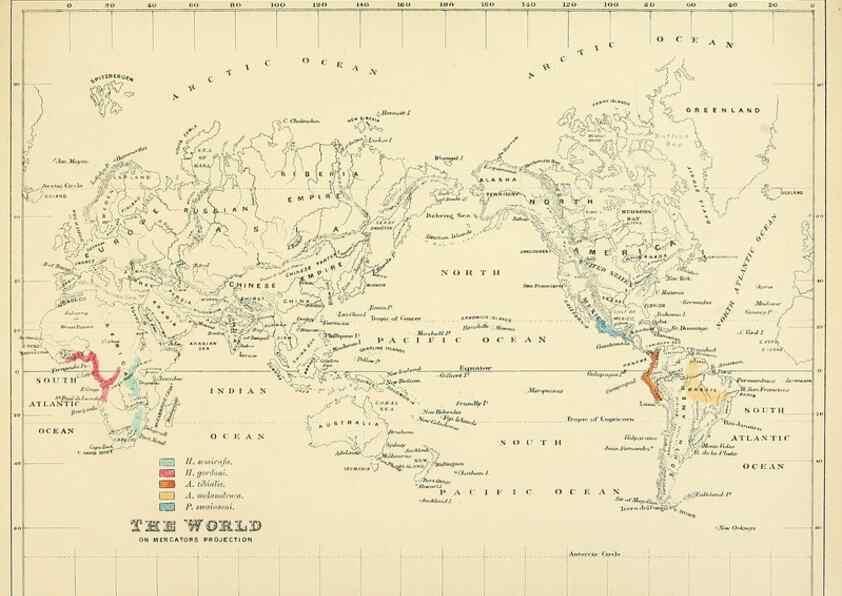 Reproducción/Reproduction 49522641366: A monograph of the Hirundinidae or family of swallows. London :Henry Sotheran & Co.,1885-1894.. 