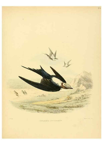 Reproducción/Reproduction 49522859317: A monograph of the Hirundinidae or family of swallows. London :Henry Sotheran & Co.,1885-1894.. 