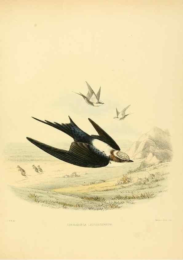 Reproducción/Reproduction 49522859317: A monograph of the Hirundinidae or family of swallows. London :Henry Sotheran & Co.,1885-1894.. 