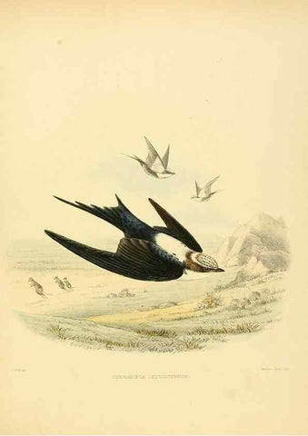 Reproducción/Reproduction 49522859317: A monograph of the Hirundinidae or family of swallows. London :Henry Sotheran & Co.,1885-1894.. 