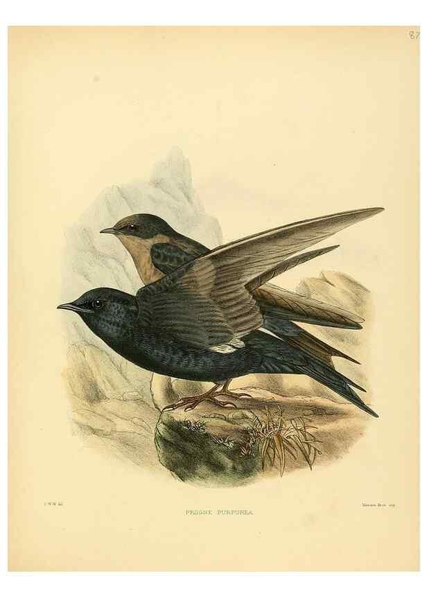 Reproducción/Reproduction 49522641866: A monograph of the Hirundinidae or family of swallows. London :Henry Sotheran & Co.,1885-1894.. 